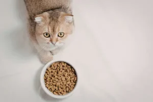 Lire la suite à propos de l’article Guide Complet de la Nutrition Féline : Assurer le Bien-être de Votre Chat